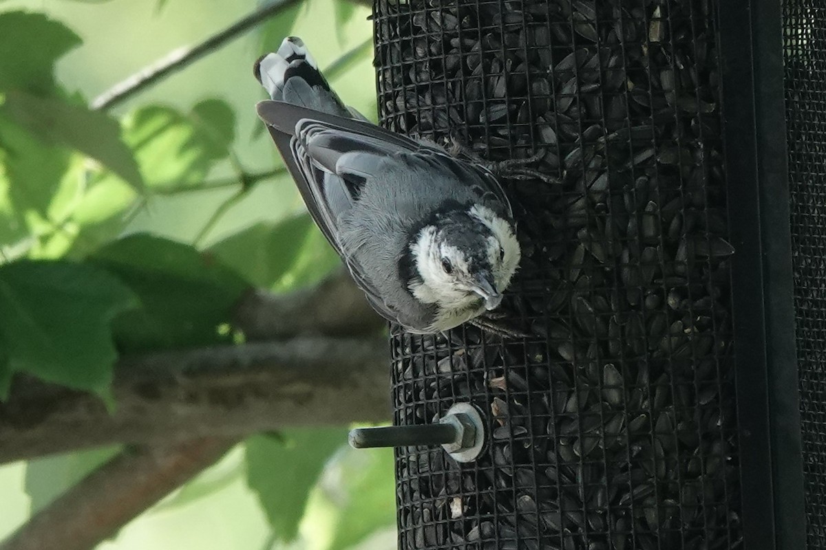 White-breasted Nuthatch (Eastern) - ML353733501
