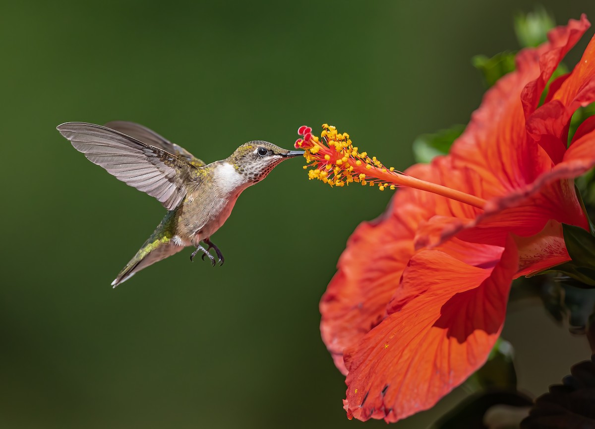 Ruby-throated Hummingbird - Gena Flanigen