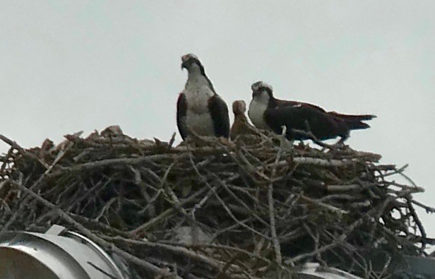 Osprey - ML353735041