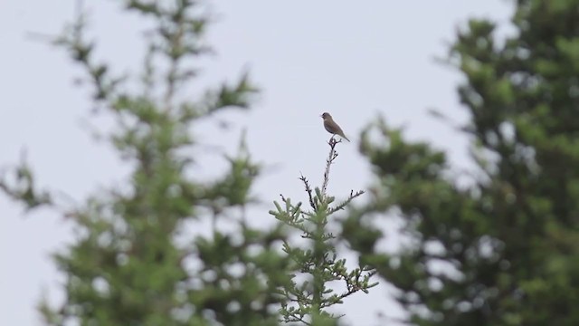 Bicknell's Thrush - ML353735181