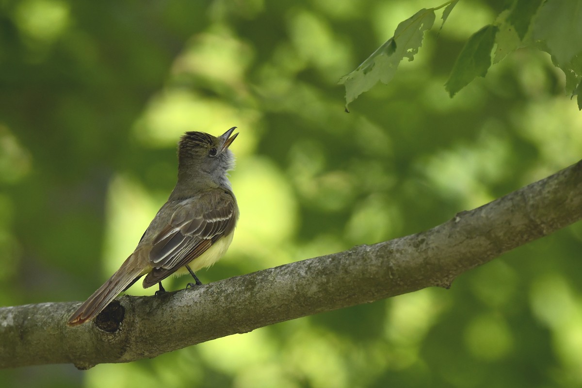 Great Crested Flycatcher - ML353737121