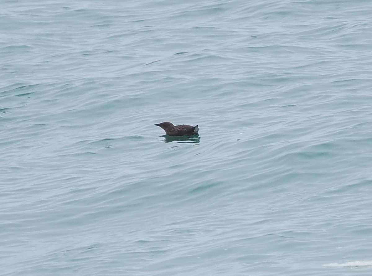 Marbled Murrelet - ML353739931