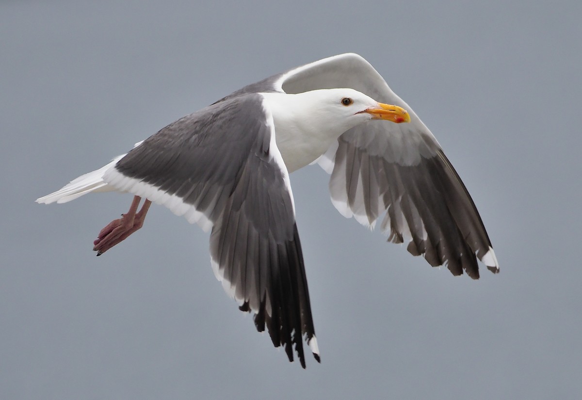 Western Gull - Aidan Brubaker
