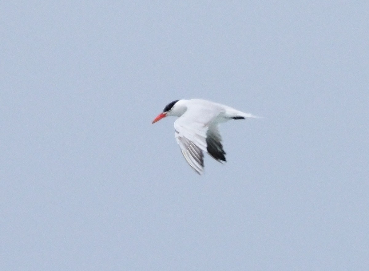 Caspian Tern - ML353740111