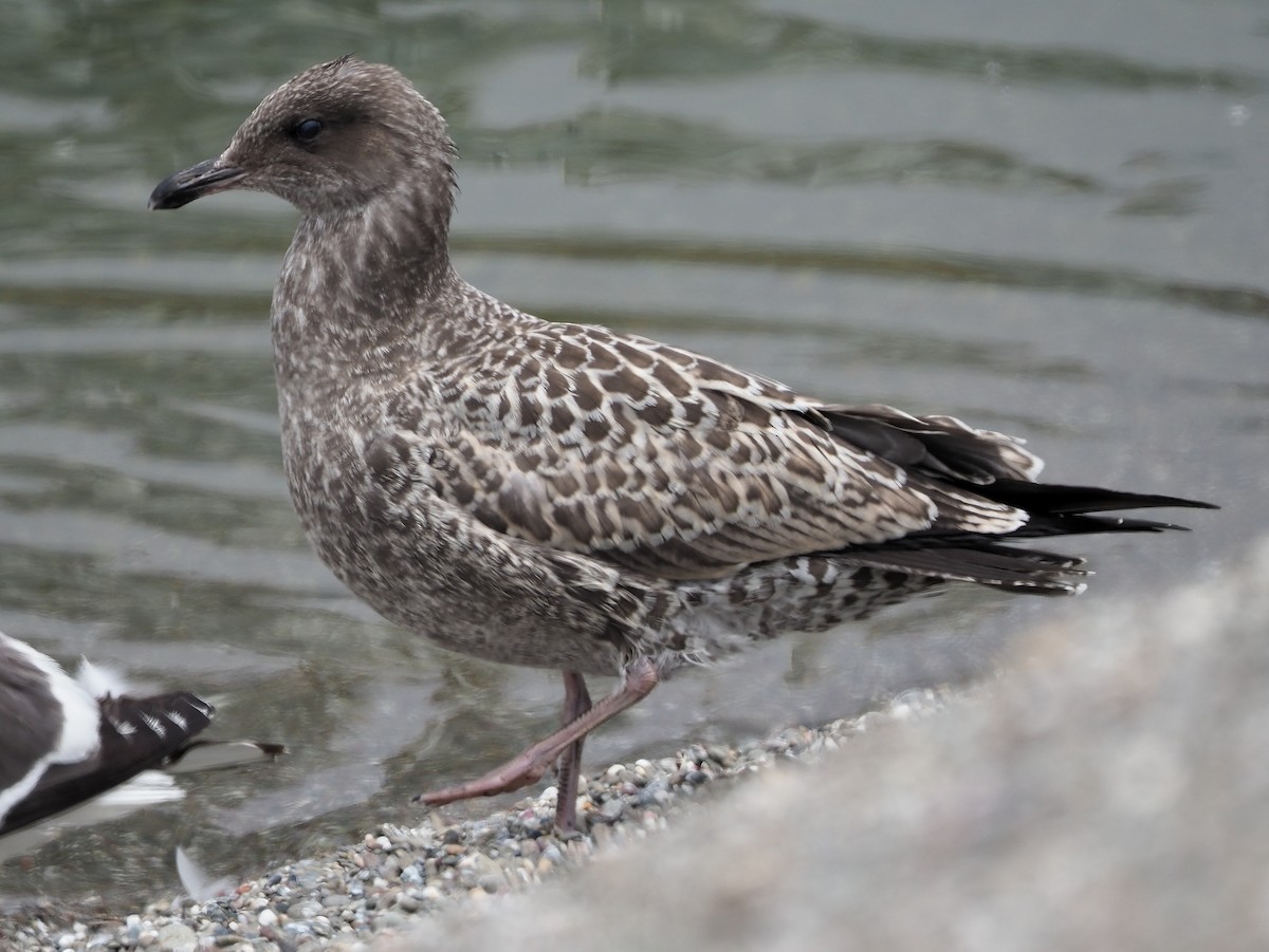 Gaviota Californiana - ML353740121