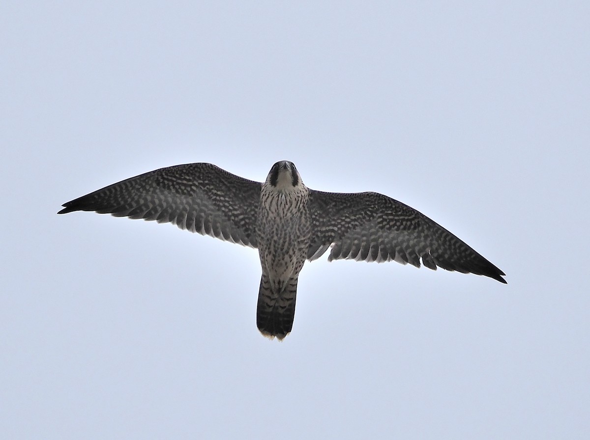 Peregrine Falcon - ML353740451