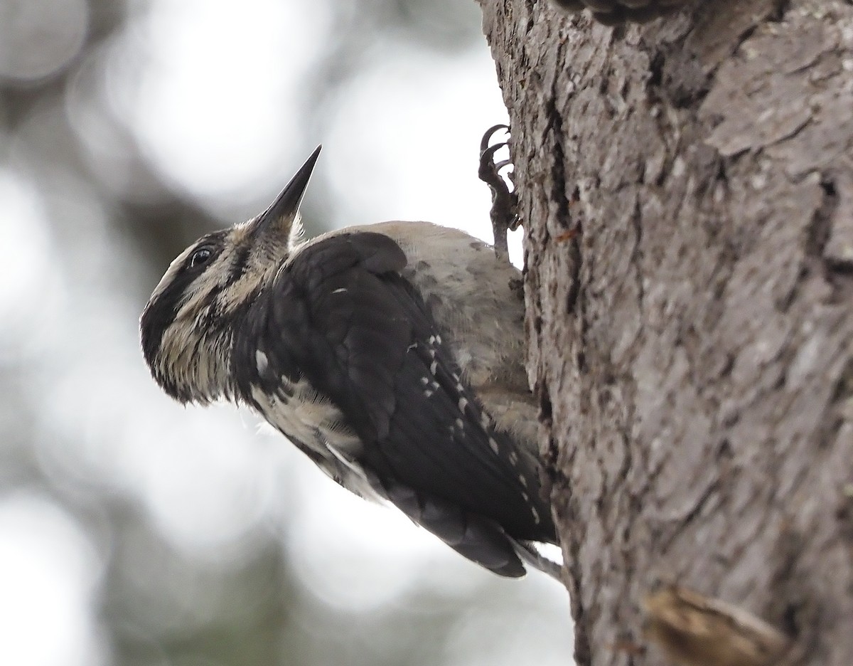 Hairy Woodpecker - ML353740461