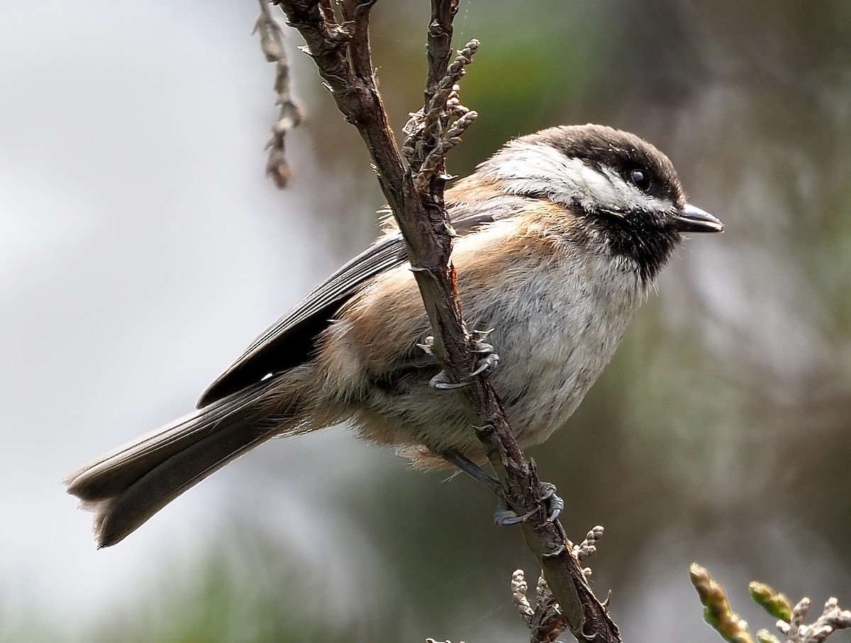 Chestnut-backed Chickadee - Aidan Brubaker