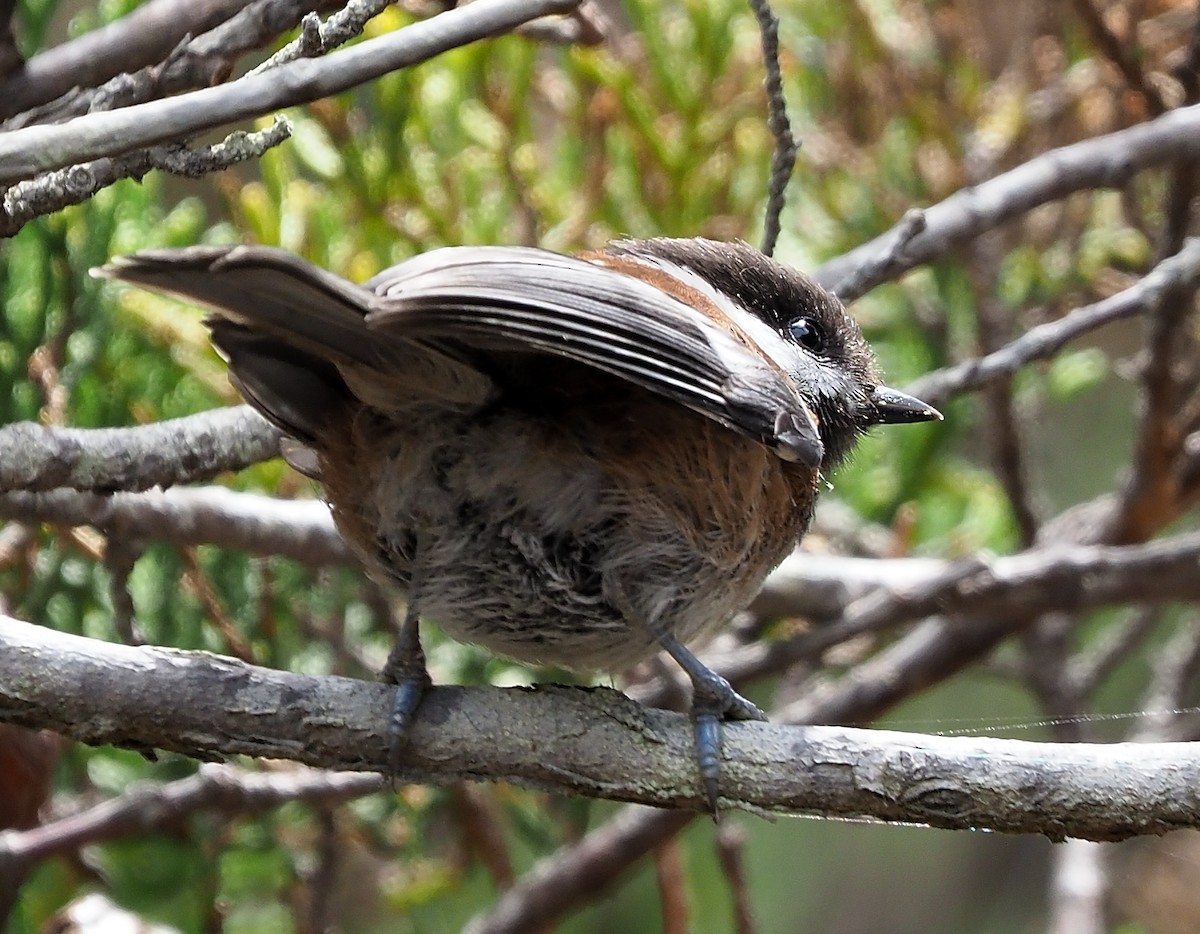 Chestnut-backed Chickadee - Aidan Brubaker