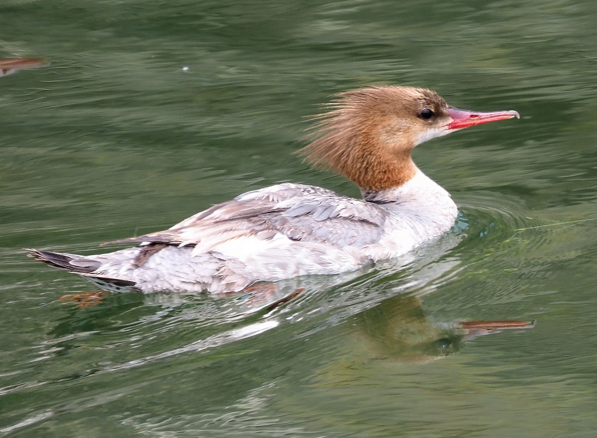 Common Merganser (North American) - ML353740761