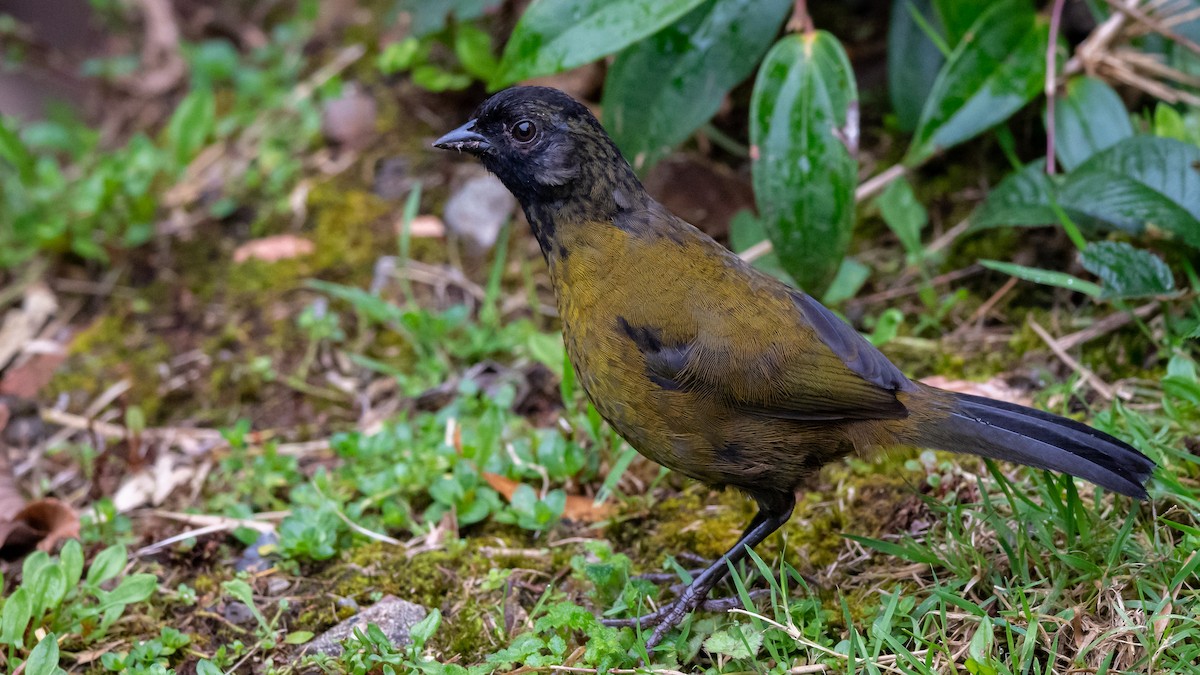 Large-footed Finch - ML353741871