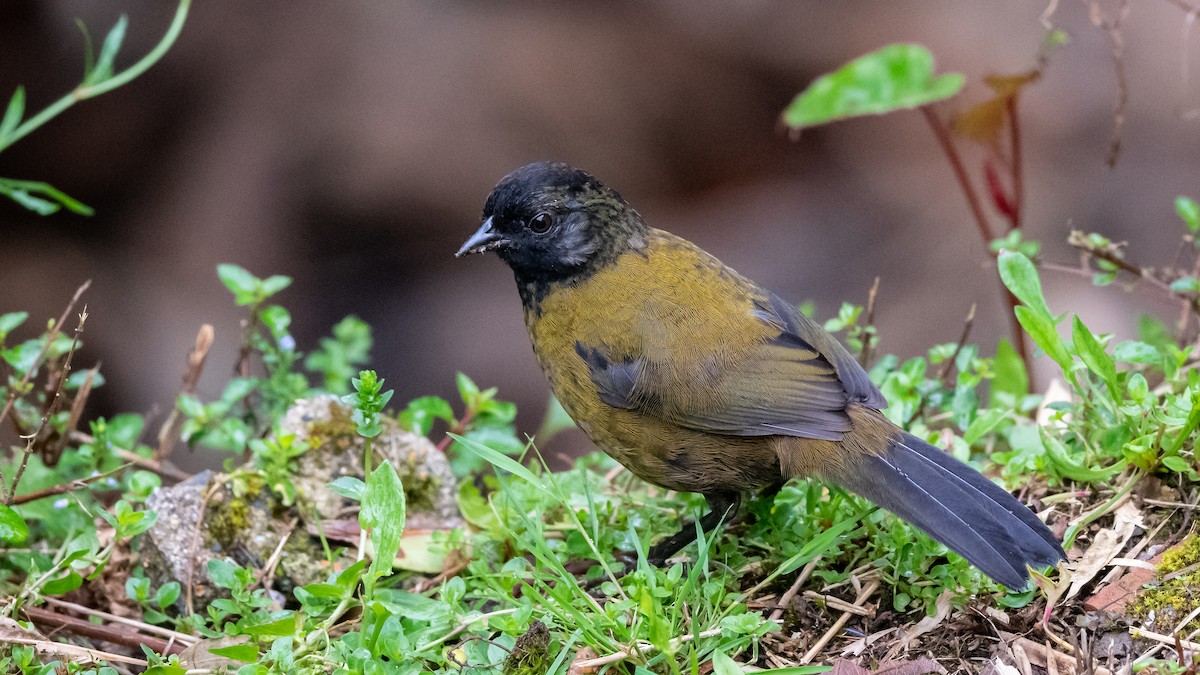 Large-footed Finch - ML353741881