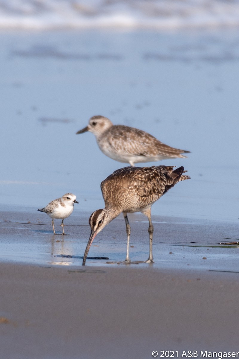 Whimbrel - Bernadette and Amante Mangaser