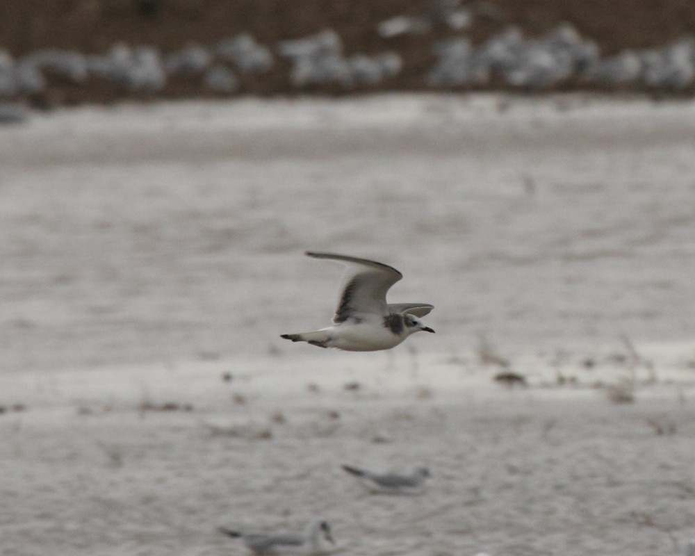 Sabine's Gull - ML35374241