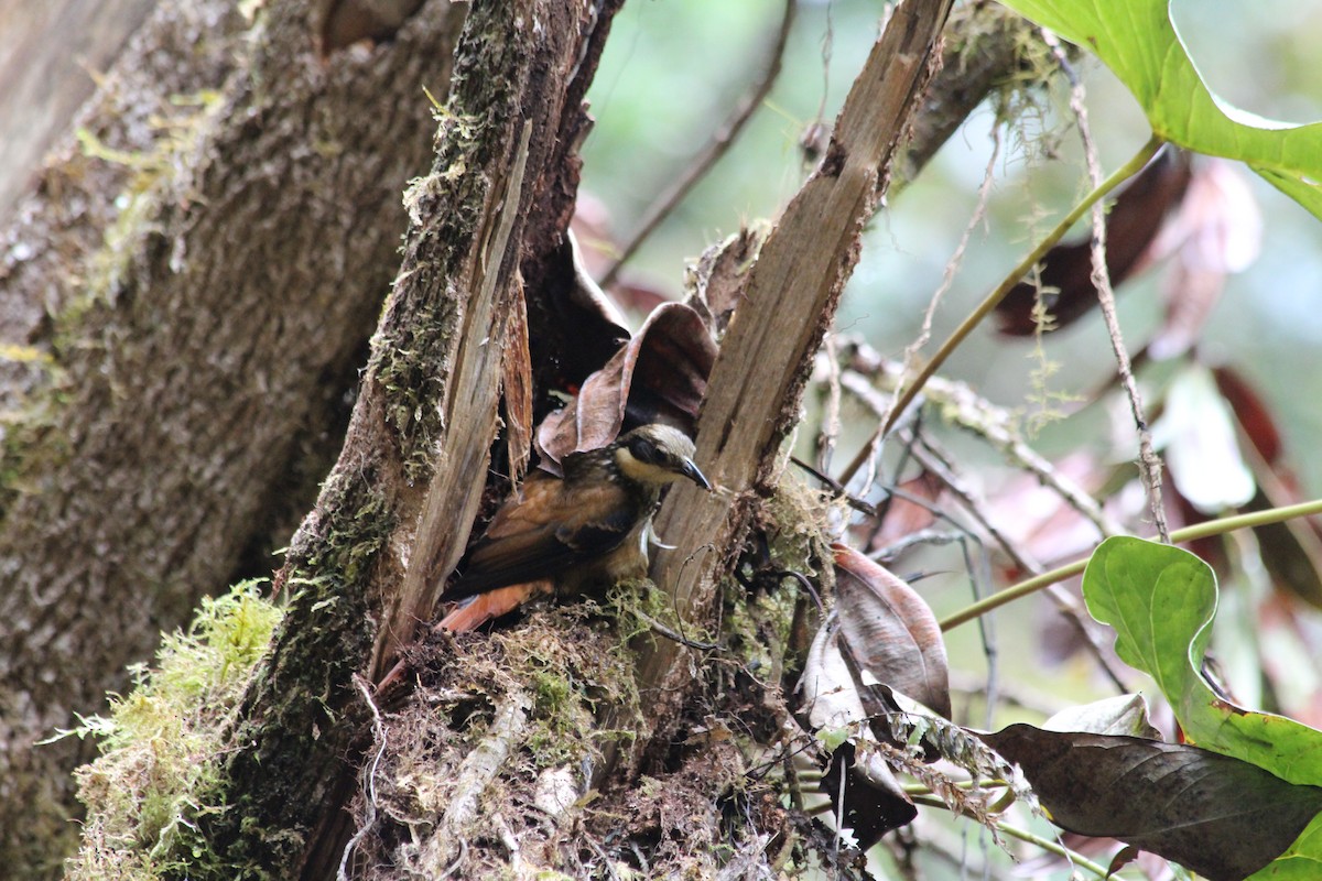 Pseudocolapte chamois - ML353743581