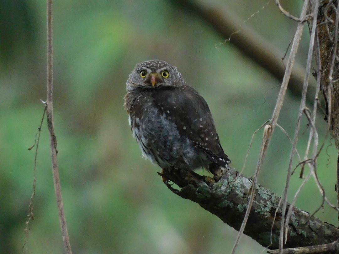 Northern Pygmy-Owl (Guatemalan) - ML353744141