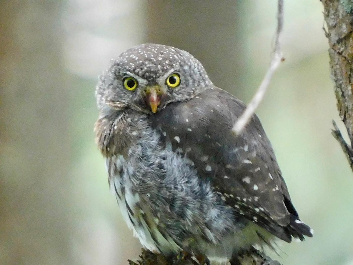 Northern Pygmy-Owl (Guatemalan) - ML353744151