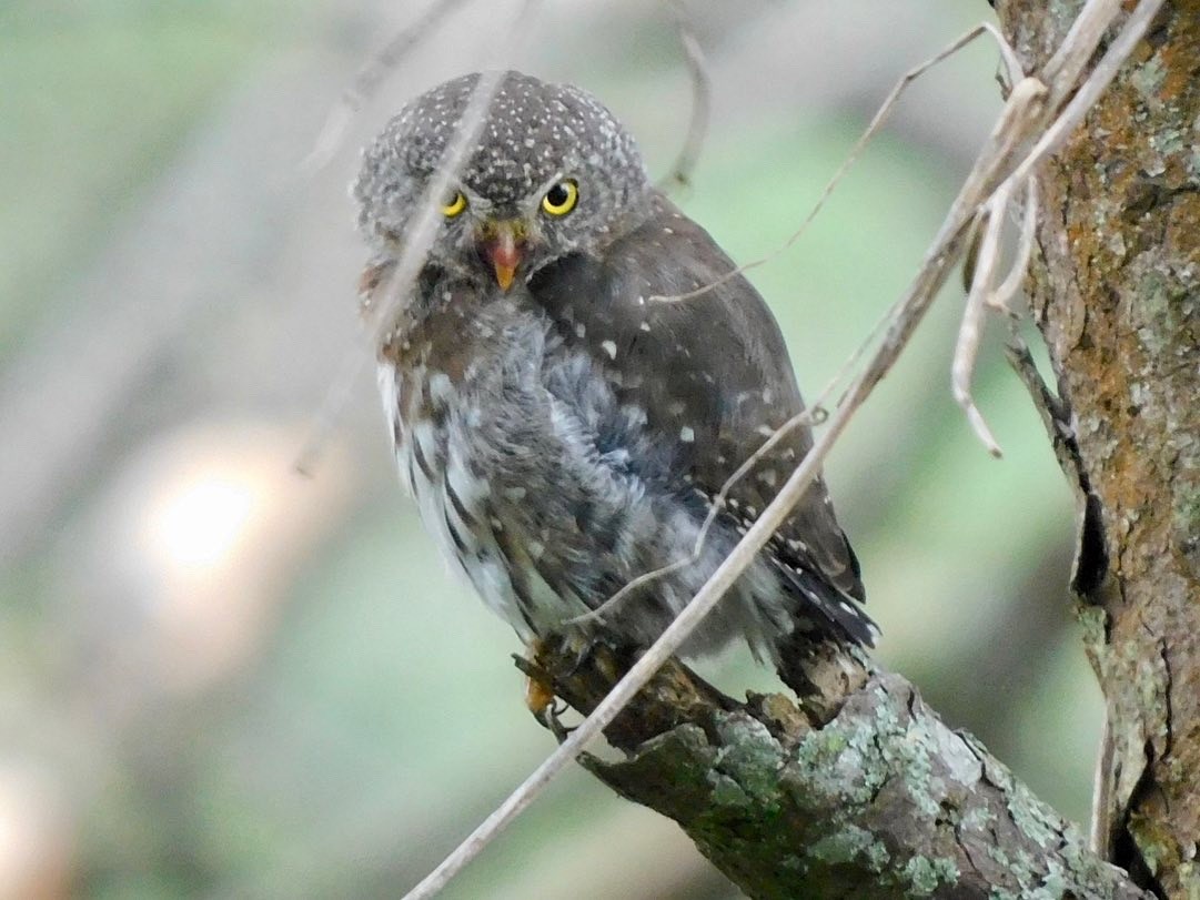 Northern Pygmy-Owl (Guatemalan) - ML353744161