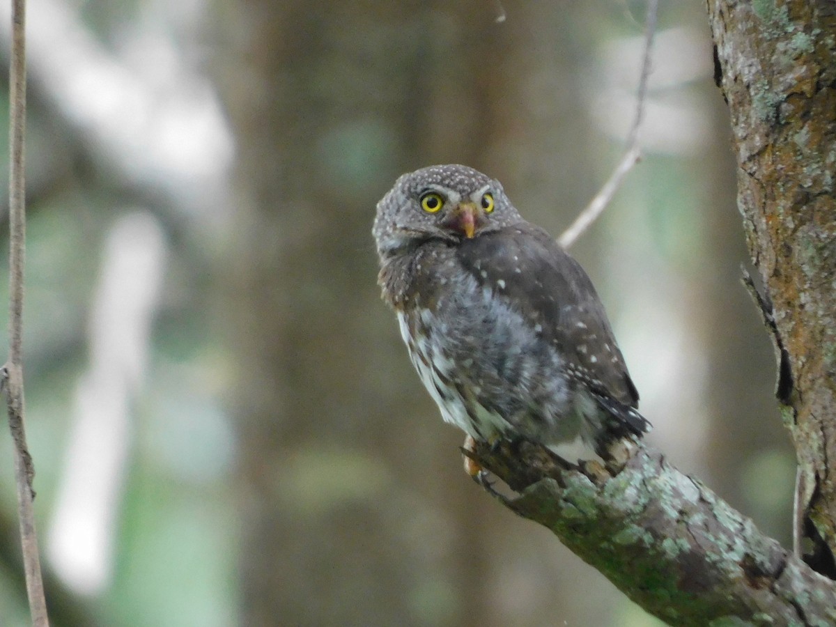 Northern Pygmy-Owl (Guatemalan) - ML353744201