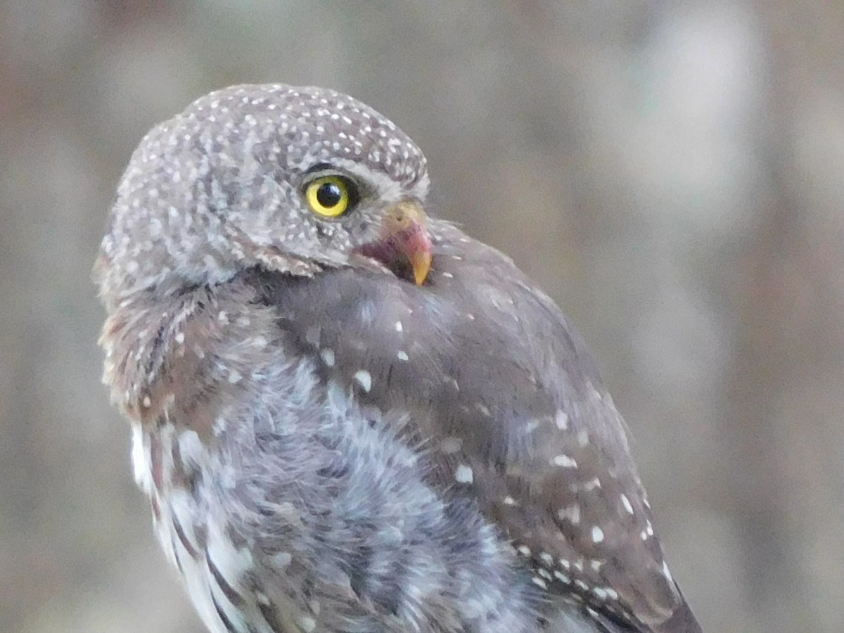 Northern Pygmy-Owl (Guatemalan) - ML353744291