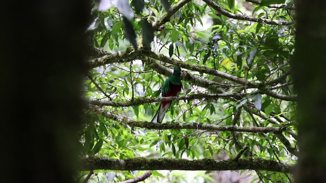Quetzal resplendissant (costaricensis) - ML353744661