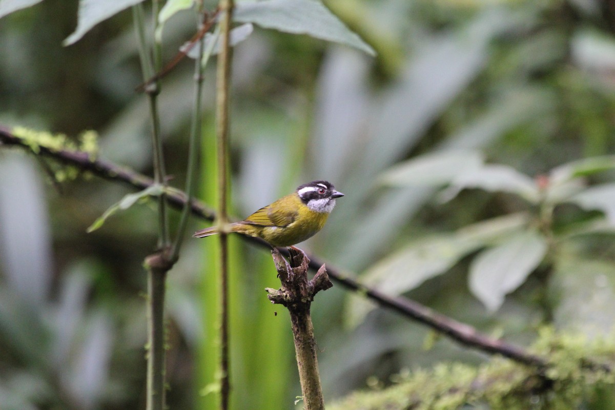 Sooty-capped Chlorospingus - ML353745461