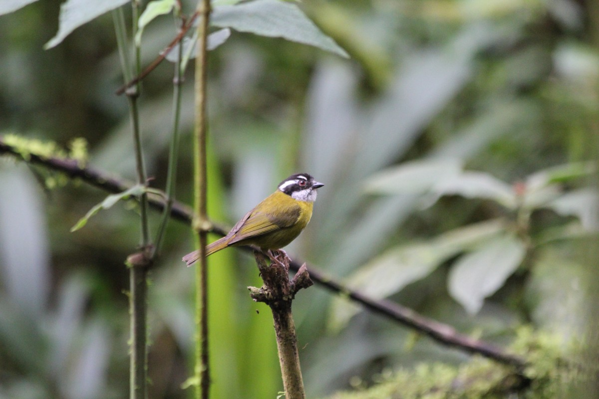 Sooty-capped Chlorospingus - ML353745551
