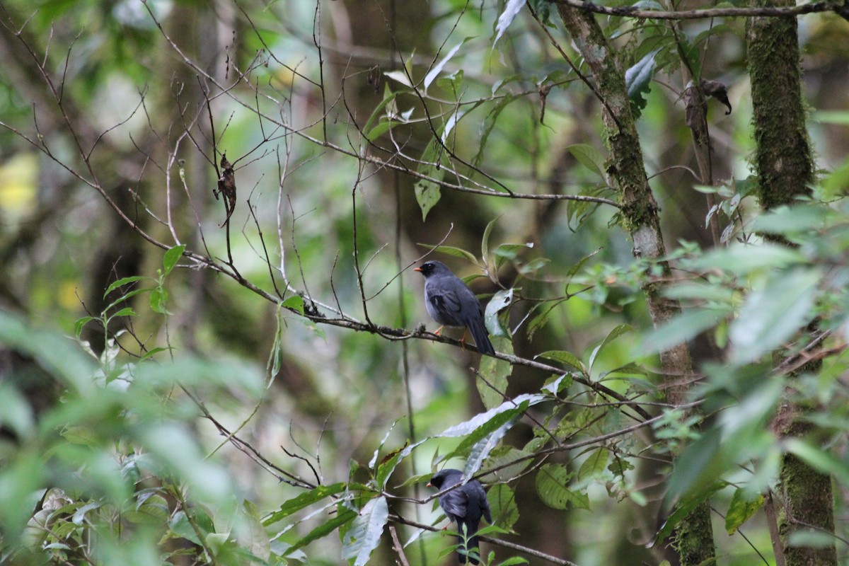 Black-faced Solitaire - ML353745941