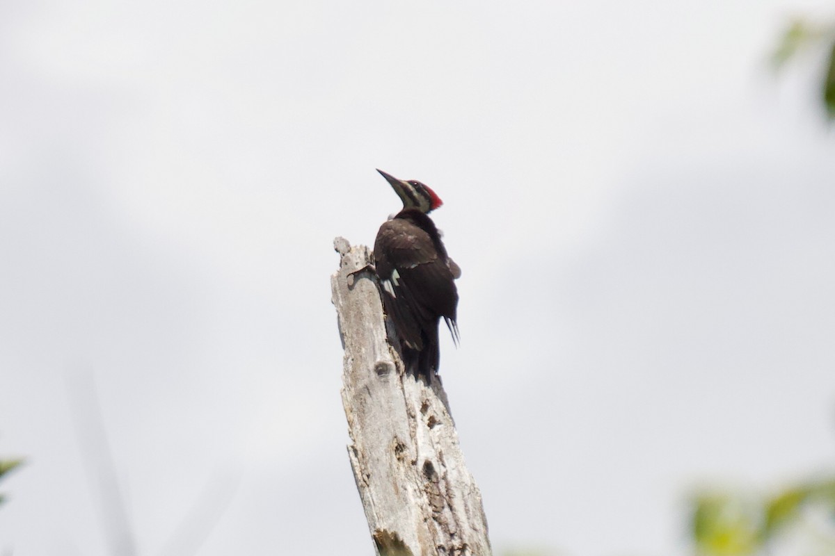 Pileated Woodpecker - ML353746221