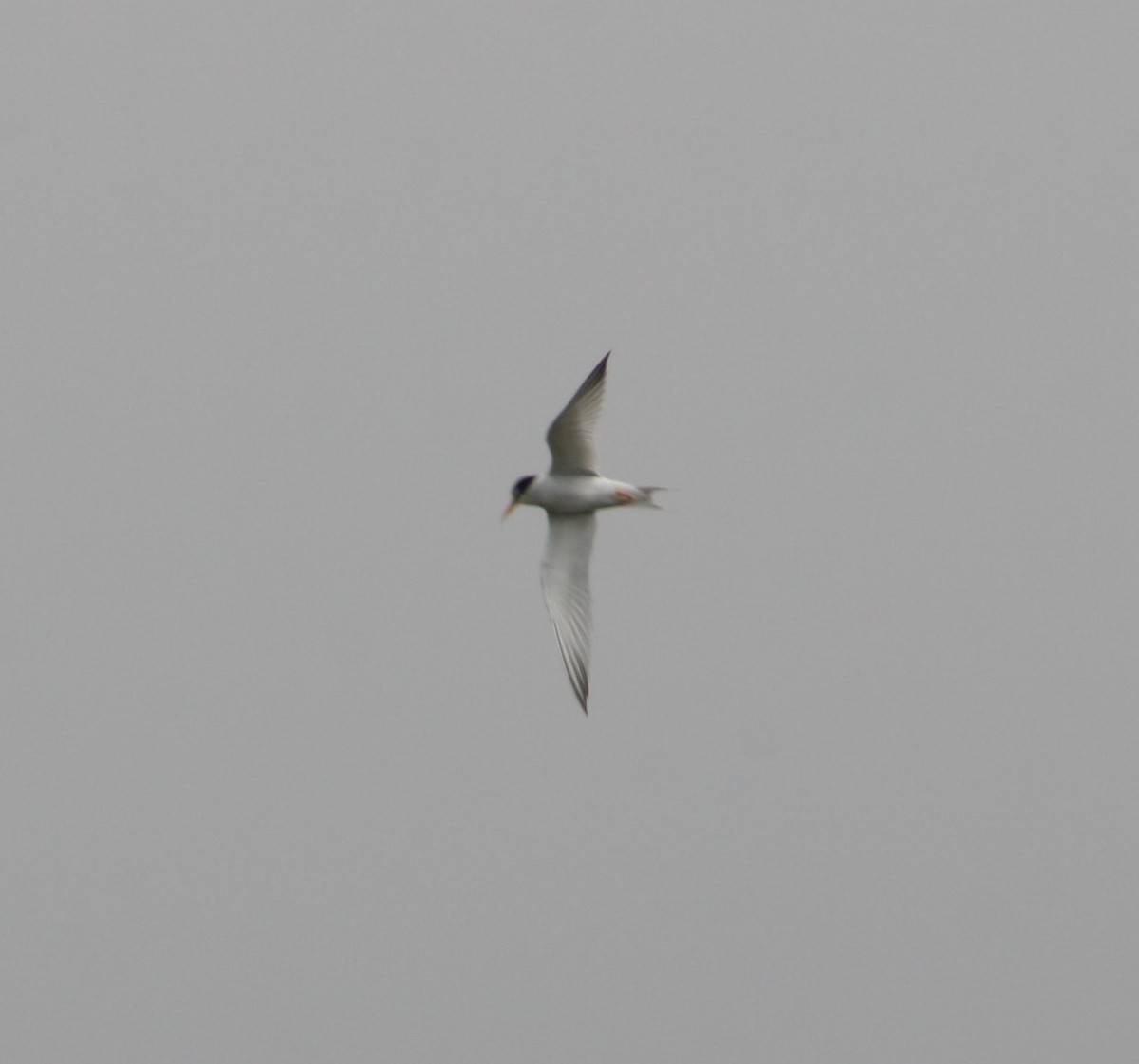 Least Tern - ML353746251