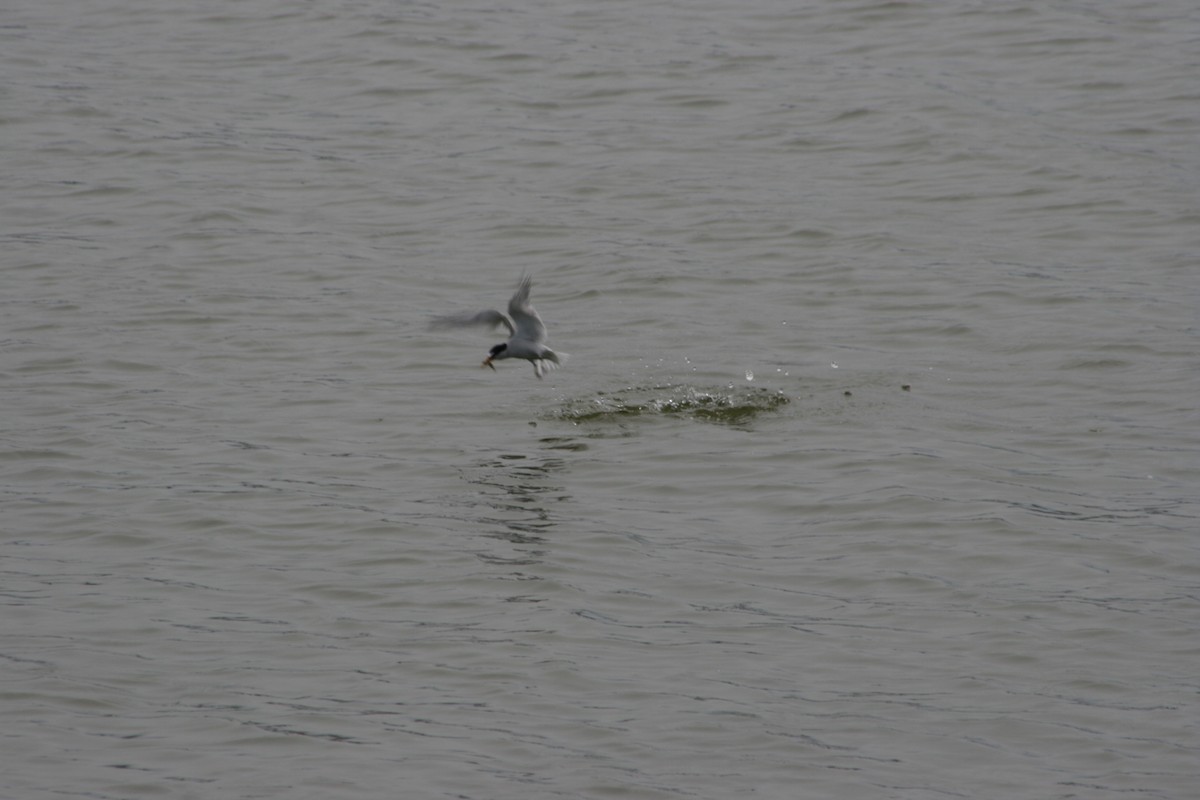 Least Tern - ML353746331