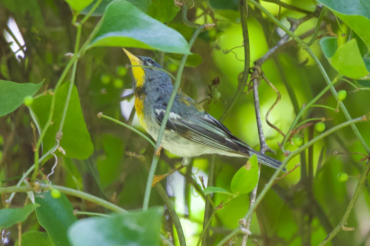 Northern Parula - ML353746361