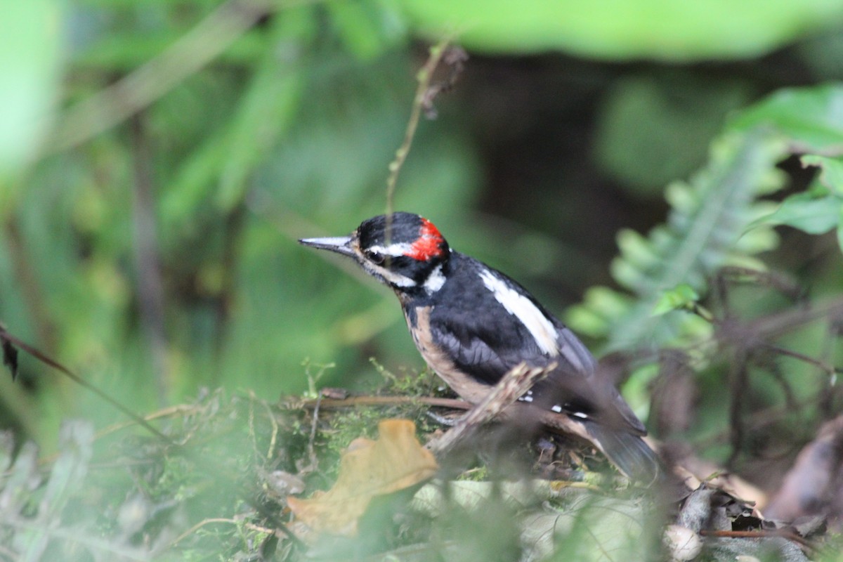 Hairy Woodpecker - ML353746451