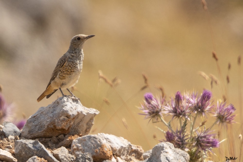 Rufous-tailed Rock-Thrush - ML353747461