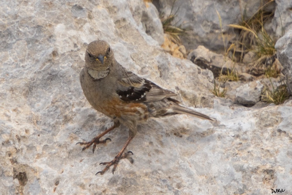 Alpine Accentor - ML353747571