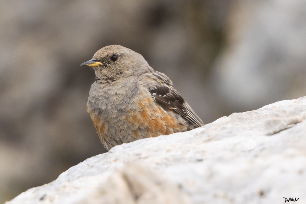 Alpine Accentor - ML353747601