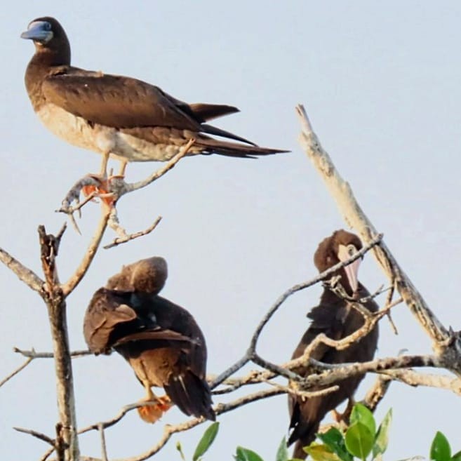 Brown Booby - David Johnston-Monje