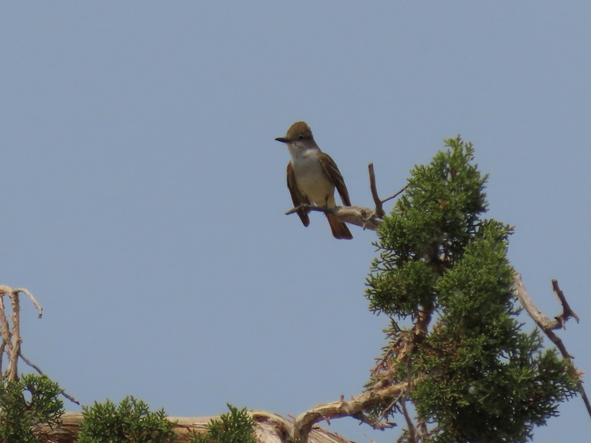 Ash-throated Flycatcher - ML353749251