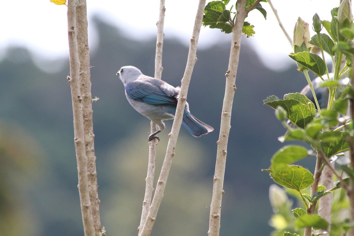 Blue-gray Tanager - ML353749581