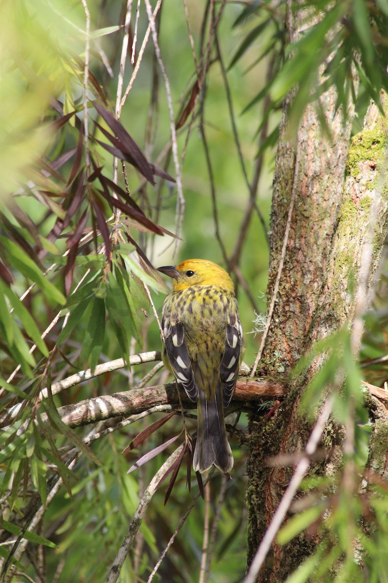 Flame-colored Tanager - Xander Vissering