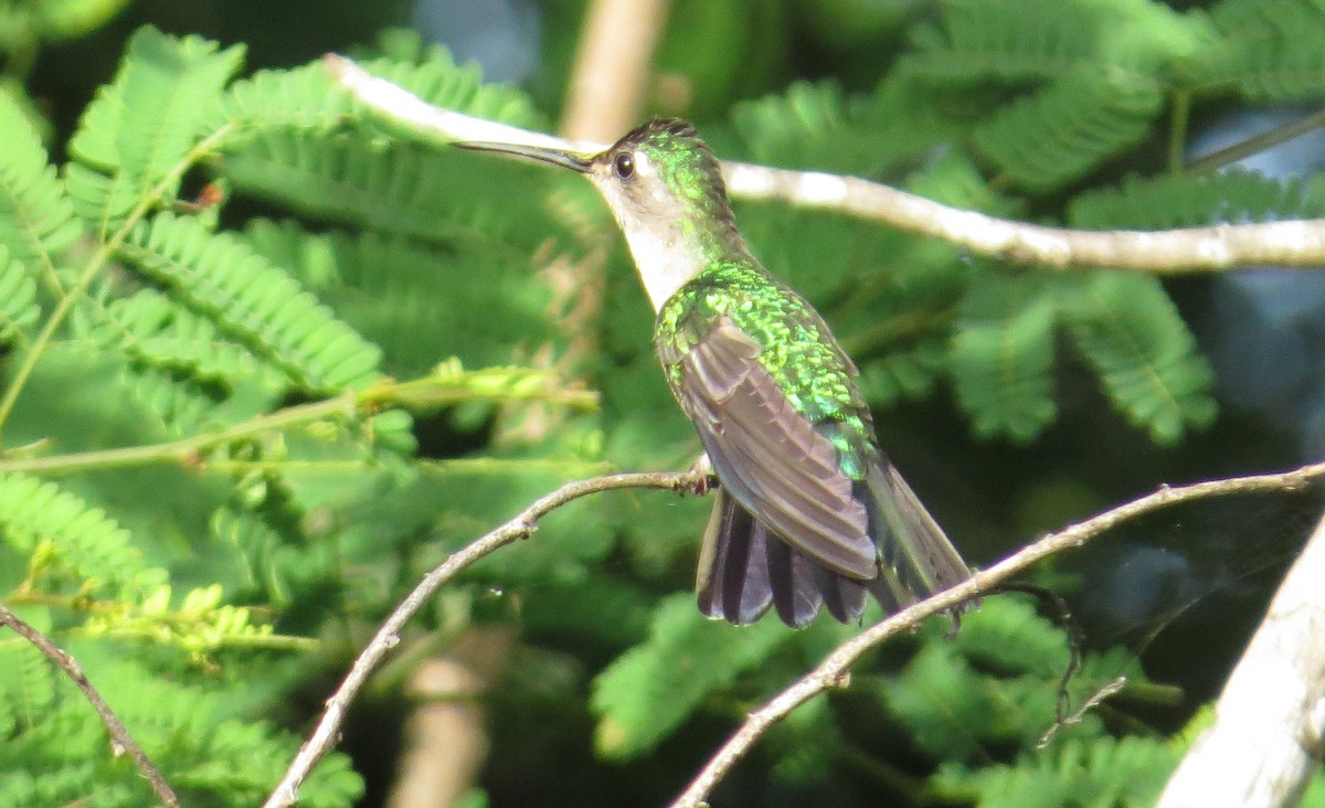 Wedge-tailed Sabrewing - Michael Woodruff