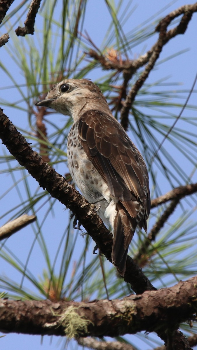 Lovely Cotinga - ML353751631