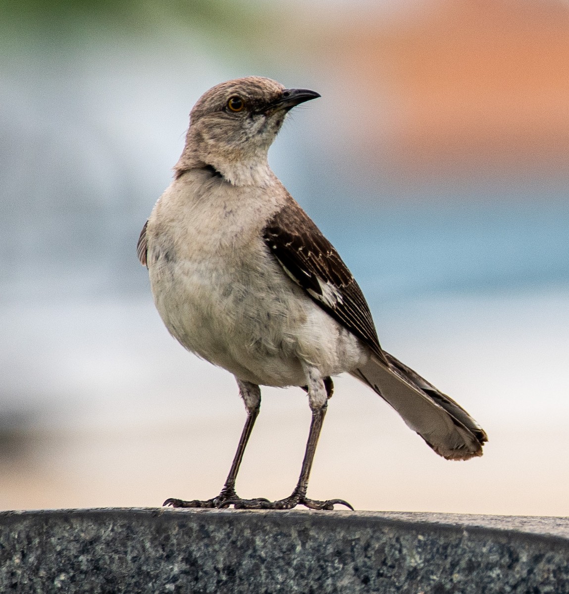 Northern Mockingbird - Megan Taggart