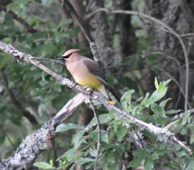 Cedar Waxwing - Julia Cedar