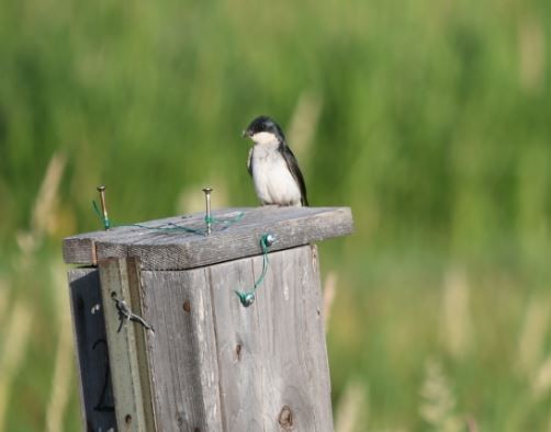 Tree Swallow - Julia Cedar