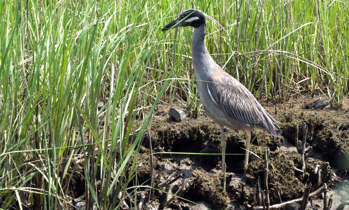Yellow-crowned Night Heron - ML353755361