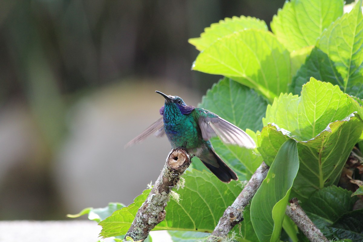 Lesser Violetear - ML353755661