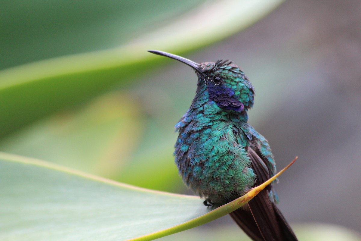 Lesser Violetear - ML353755681