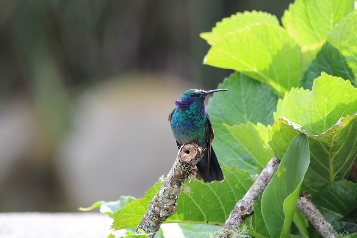 Lesser Violetear - ML353755701