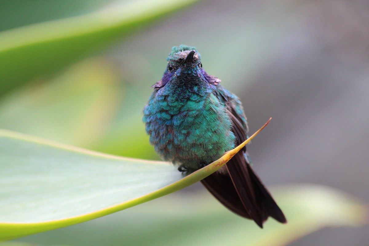 Lesser Violetear - ML353755711